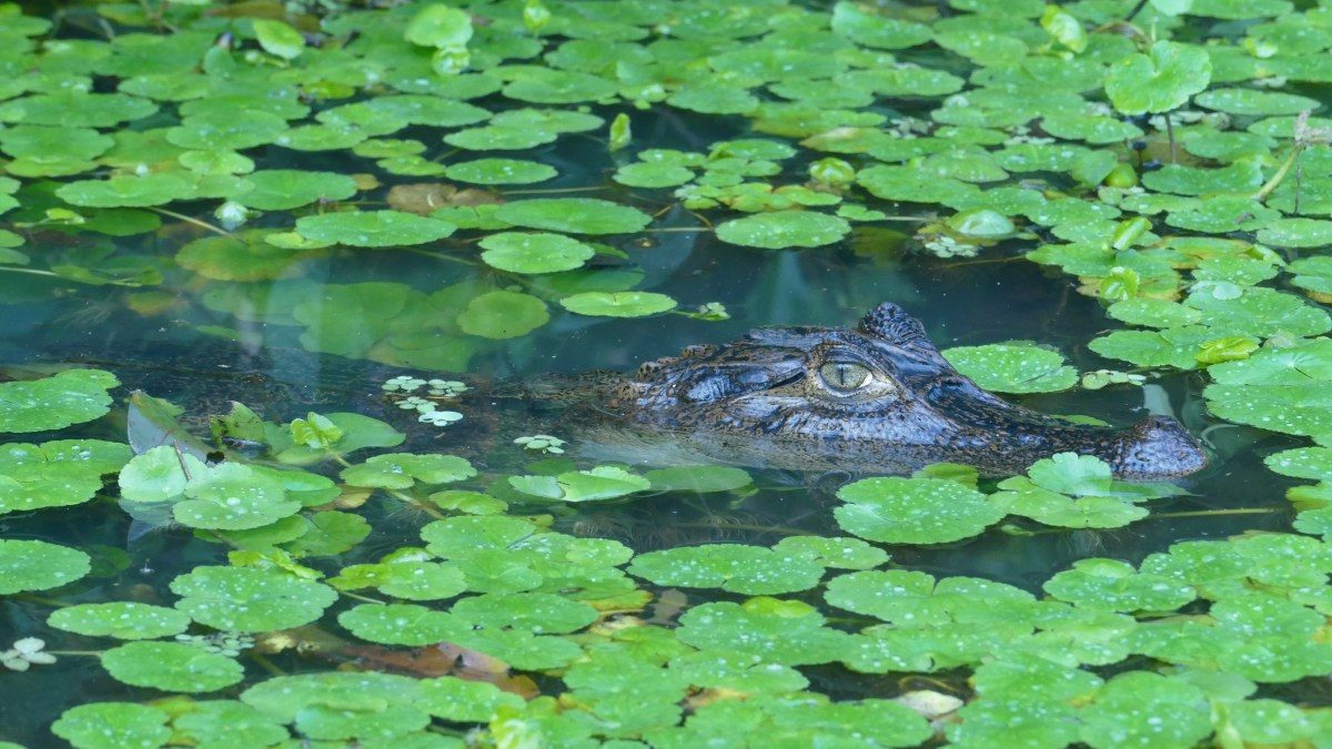 Tragedy on the Water: Alligator Attack Claims Life of Canoeist in Florida